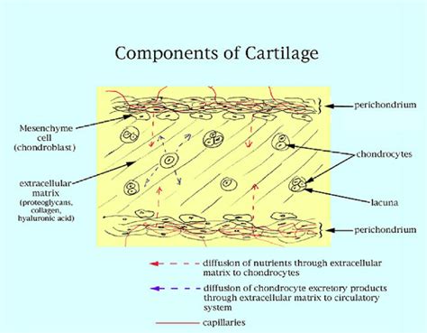 Cartilage Matrix Liberal Dictionary
