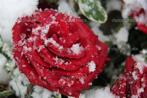 Red Rose In The Snow — Stock Photo © Portosabbia 35370073