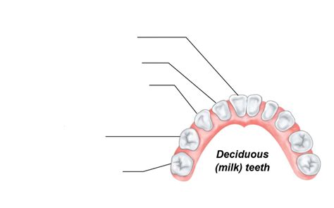 Lab 7 Human Deciduous Teeth Diagram Quizlet