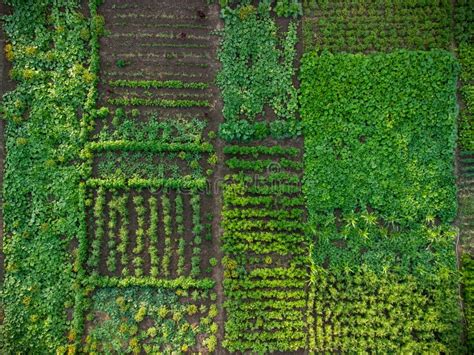 920 Vegetable Garden Aerial Top View Stock Photos Free And Royalty Free