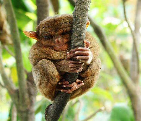 Funny Cute Tarsier New Photosimages 2012 Funny Images Show