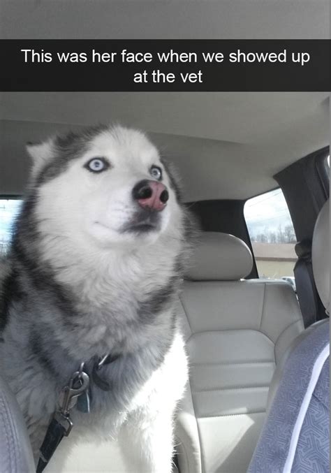 10 Of The Most Hilarious Posts About Huskies Ever Bored Panda