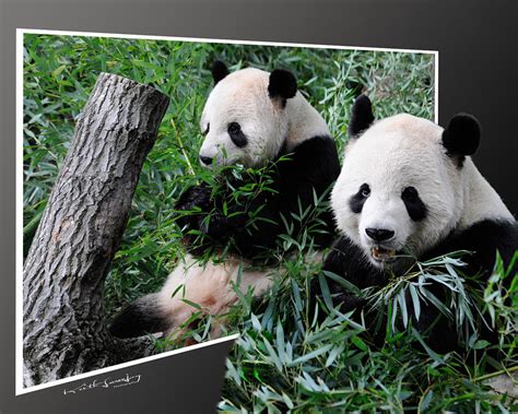 Panda Out Of Frame Photograph By Keith Lovejoy Fine Art America