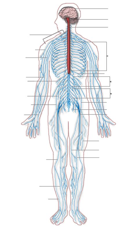 Nervous system diagram central nervous system human anatomy. קובץ:Nervous system diagram (dumb).png - ויקיפדיה