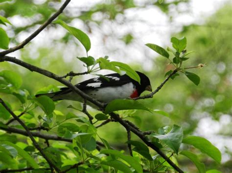 Rose Breasted Grosbeak Facts Pictures And Migration Owlcation