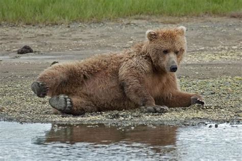 Cute Grizzly Picture Of Alaska Wild Bear Adventures Homer Tripadvisor