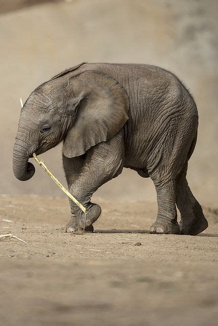Imagenes De Elefantes