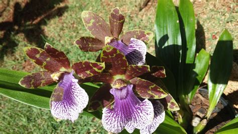 Orquídea Da Mata Atlântica