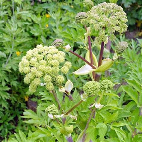 How To Grow And Care For Angelica Gardeners Path