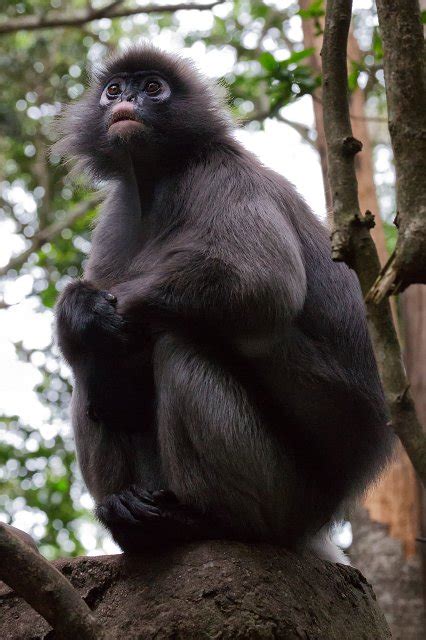 Monkeyland Primate Sanctuary The Crags South Africa Dusky Leaf