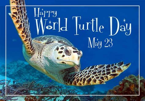 The Purpose Of World Turtle Day May 23 Sponsored Yearly Since 2000 By American Tortoise Rescue