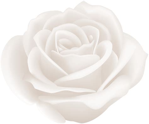 White Rose Clip Art Free 10 Free Cliparts Download Images On