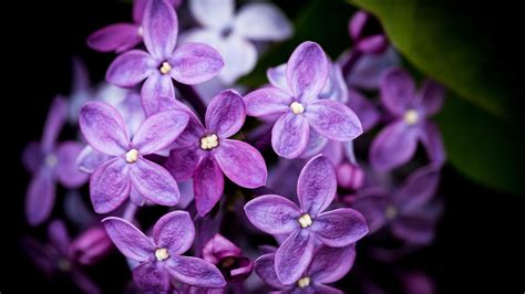 Purple Lilac Petals Flowers In Blur Dark Background 4k Hd Flowers