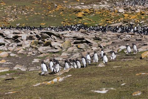 Grupo De Funcionamientos De Los Pingüinos Del Rockhopper De Su Colonia