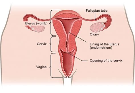 How Do The Female Sex Organs Work