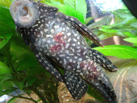 Pleco With Red Stain On Tummy Irish Fish Keepers