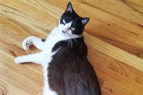 11 Most Common Cat Breeds With Tuxedo Markings Wise Kitten