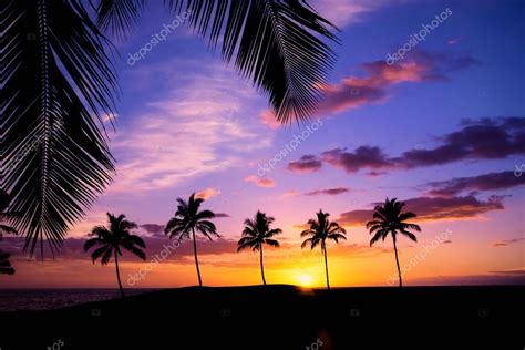 Hawaiian Palm Tree Sunset — Stock Photo © Krisrobin 117032274