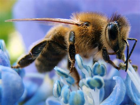 Filewestern Honey Bee Wikimedia Commons