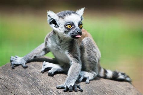 Lemur Animal Facts Lemur Catta Wiki Point