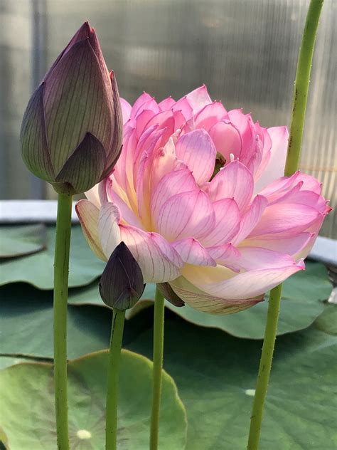 Little Pink Lady Lotus One Of Excellent Blooming Micro Lotus Bergen