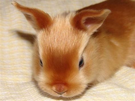 Chinchilla Mini Satin Rabbit