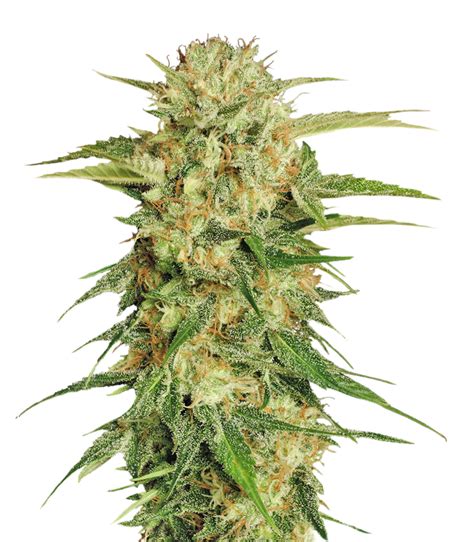 Cannabis Plant Png
