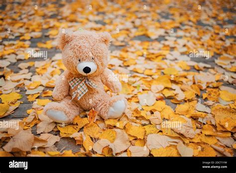 Teddy Bear Autumn Hi Res Stock Photography And Images Alamy