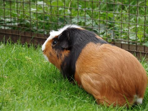 Free Images Grass Sweet Cute Mammal Rodent Fauna Guinea Pig