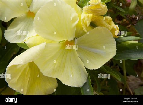 Pale Yellow Pansies Called Matrix Primrose Pansy Or Viola X