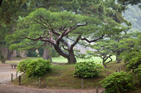 Moon Pine And A Masterful Moment Bonsai Bark