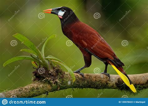 Montezuma Oropendola Psarocolius Montezuma Tropical Icterid Bird It