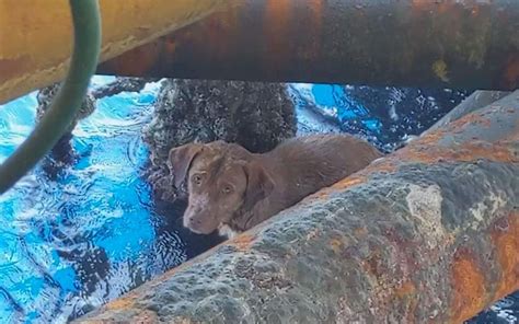 Dog Rescued By Team Of Oil Rig Workers After Its Found Swimming 135