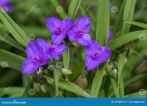 Tradescantia Virginiana The Virginia Spiderwort Purple Violet Flowering