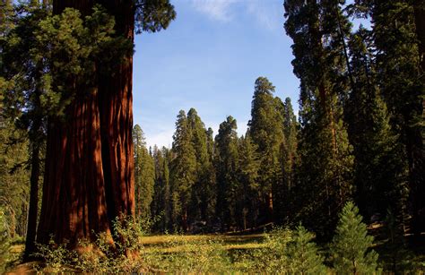 Sequoia National Park California Routdoors