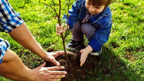 How To Plant A Tree In The Perfect Spot