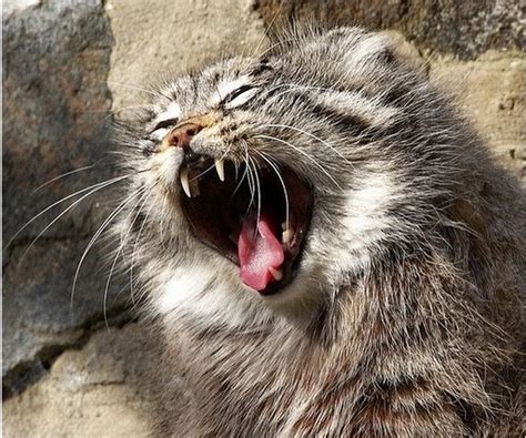 Pallas Cat Makes Funny Faces As He Yawns 5 Pics