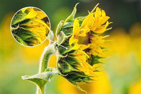 How To Identify And Control Common Sunflower Pests Gardeners Path