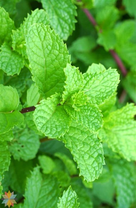 Peppermint Essential Oil Uses And Benefits Health And More