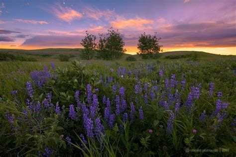 Lupine Meadow At Sunset Nature Photography Meadow Photography