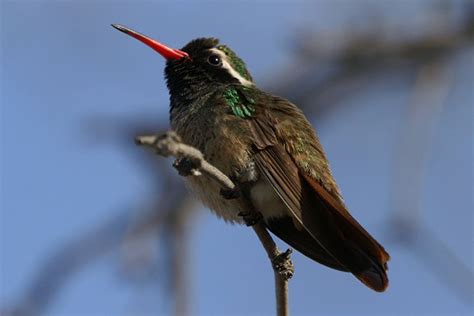 State of ohio and accepted by ohio bird records committee (obrc). Hummingbirds in North America - Photos