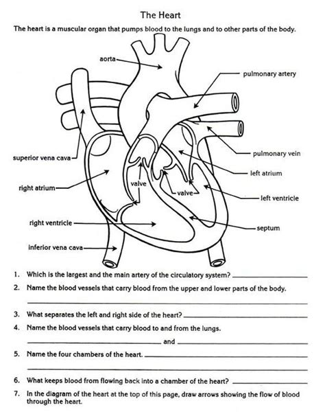 Circulatory System Biology Worksheet Heart Diagram Teaching Biology