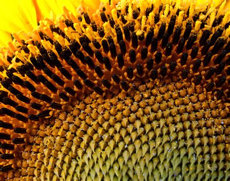 Sunflower Porn Russ Flickr