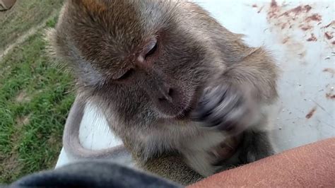 Slow Motion Monkey Slaps Youtube