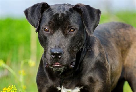 Black Labrador Retriever Bulldog Mixed Breed Dog Stock Photo Image Of