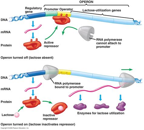 Components Of Transcription Factors Transcription Factors Prokaryotes