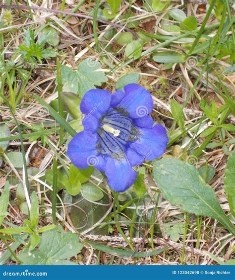 Wild Gentian Purple Blossom In The Mountains Stock Photo Image Of
