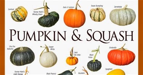 101 Gardening Pumpkin And Squash Varieties Chart