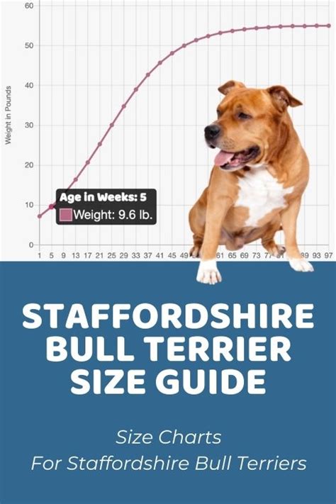 Staffordshire Bull Terrier Size Chart How Big Do Staffordshire Bull
