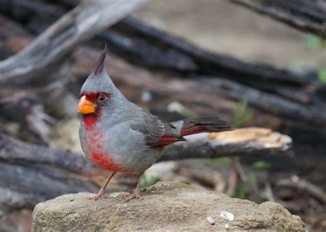 Pyrrhuloxia South East Texas November 2013 Kathryn Flickr